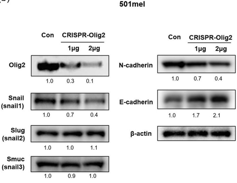 Olig2 regulated the EMT markers in melanoma cells.jpg